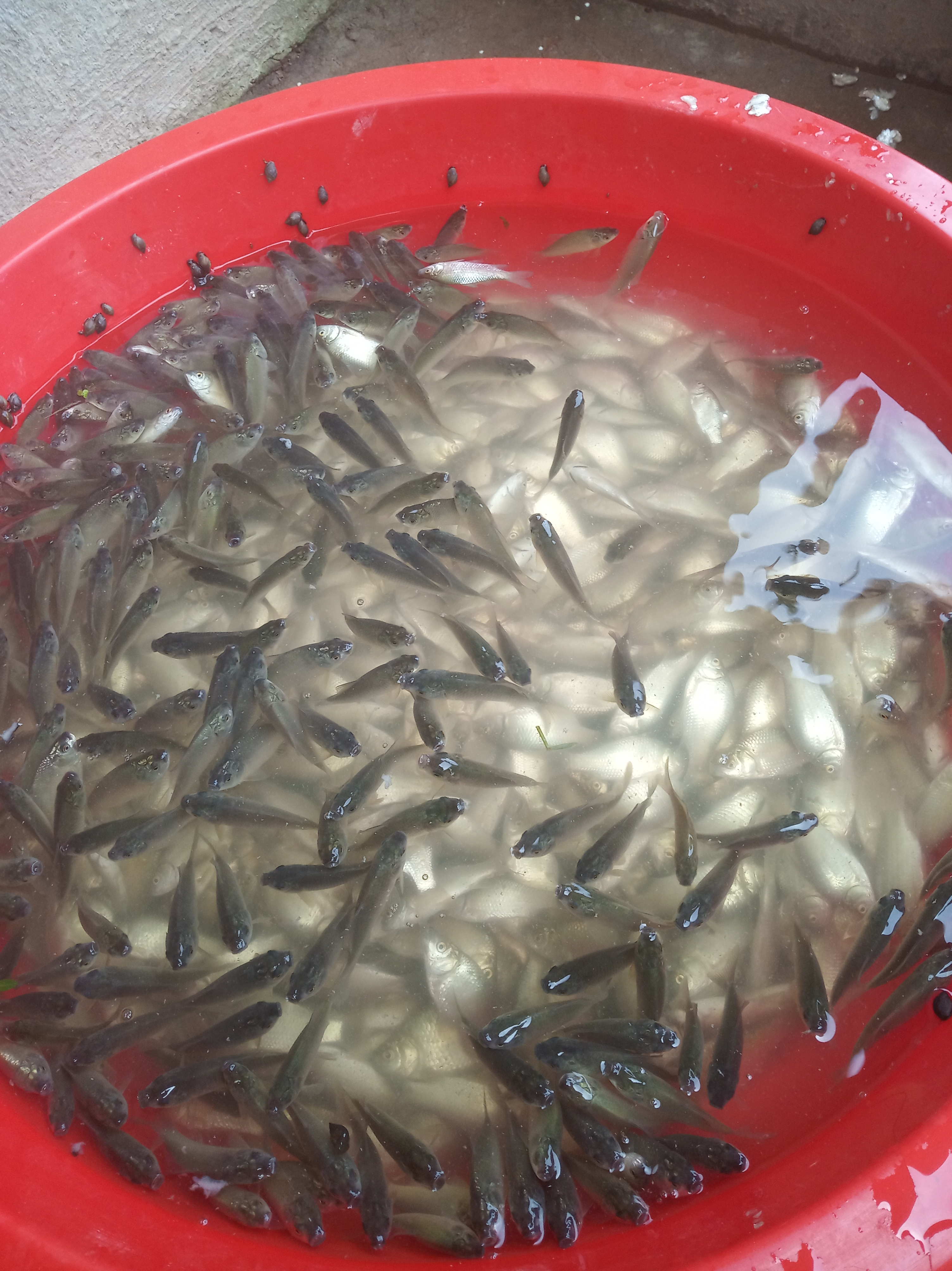 网箱混养鱼塘最佳搭配,鱼塘可以网箱形式养鱼么