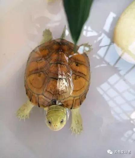 天气升温龟龟要注意什么,下雨天龟龟是不是容易腐皮