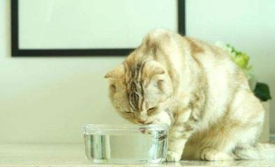 过多的摄入盐对身体有哪些危害,宠物摄入盐分