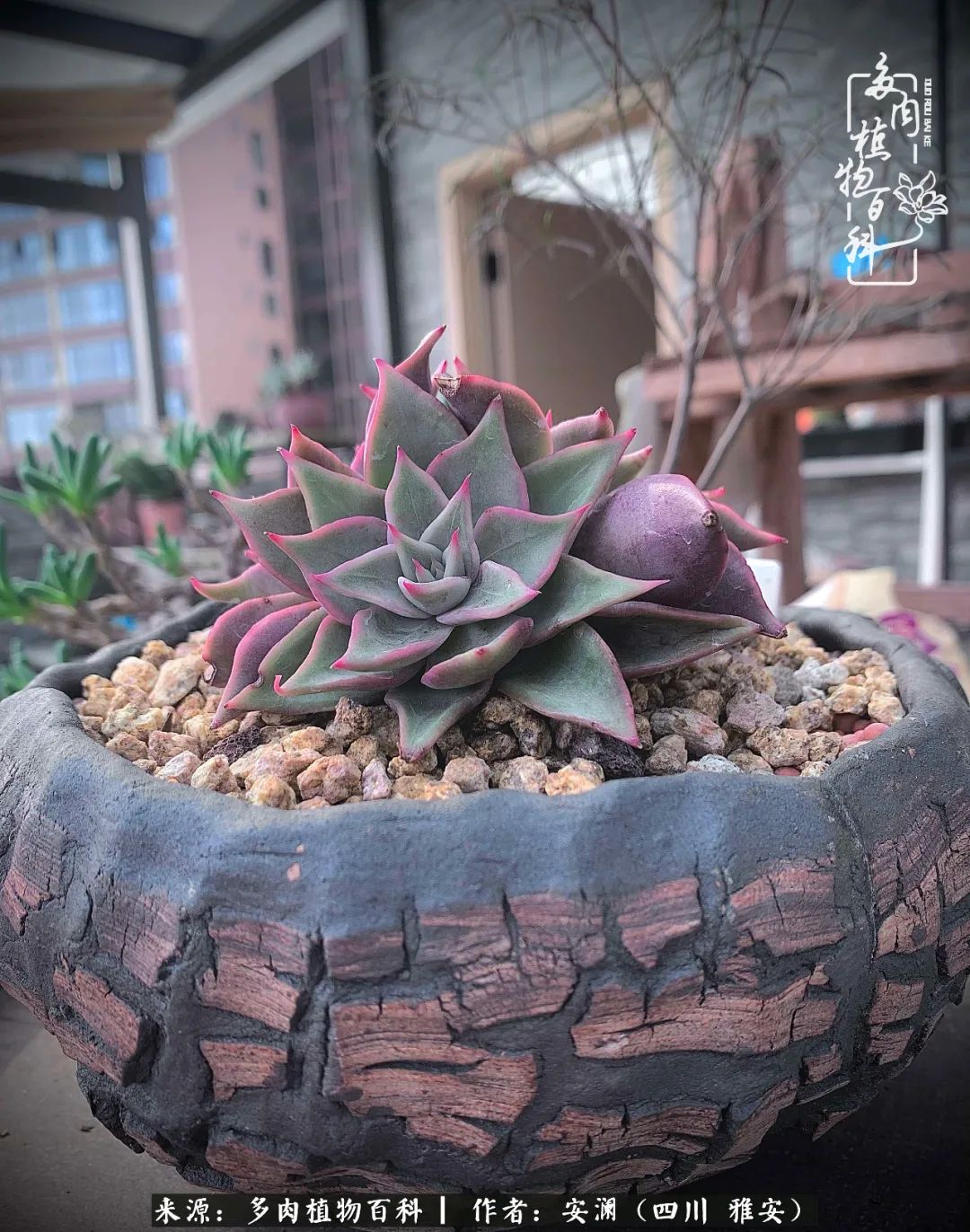 小仙女的阳台多肉,绝美多肉阳台