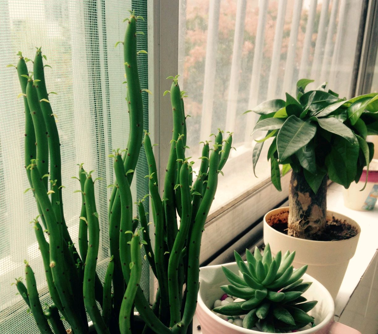 光棍树烂根了怎么补救,光棍树如何修