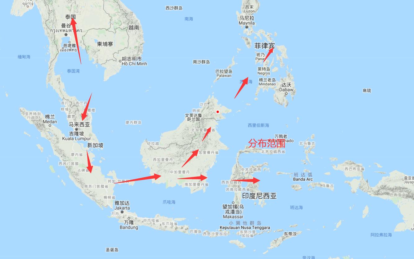 50只巨人恐蚁有多可怕,广州查获50只巨型蚂蚁