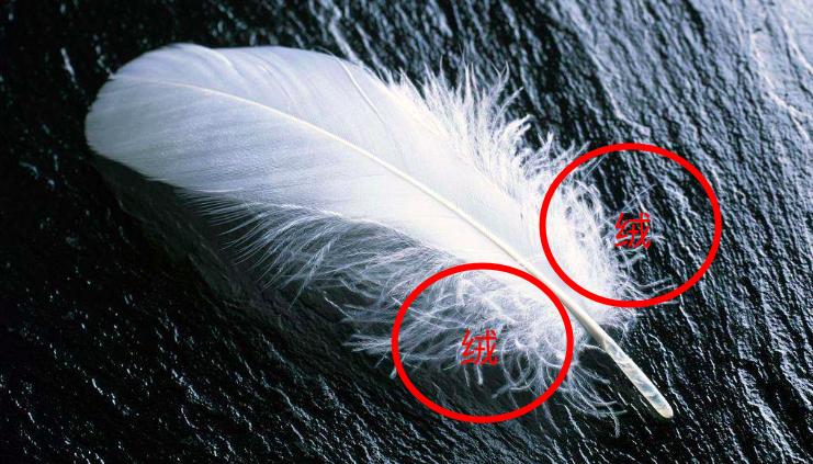 羽绒服你不知道的坑,羽绒服避坑指南知道这5点就够了