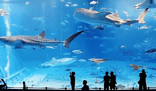 成都海洋馆浩海立方奇幻之旅,成都浩海海洋立方馆和海洋世界