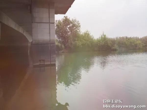 疯钓鲫搭配,疯钓鲫本味单开效果怎么样