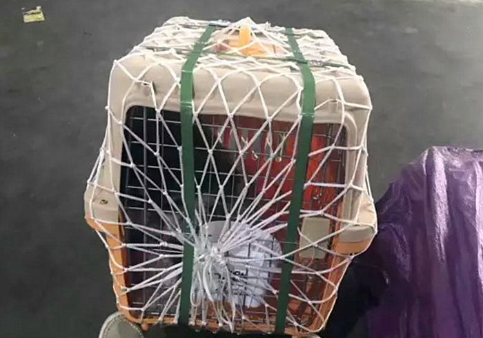 火车托运猫咪可以提前取回家吗 (大巴车托运猫咪需要注意什么)