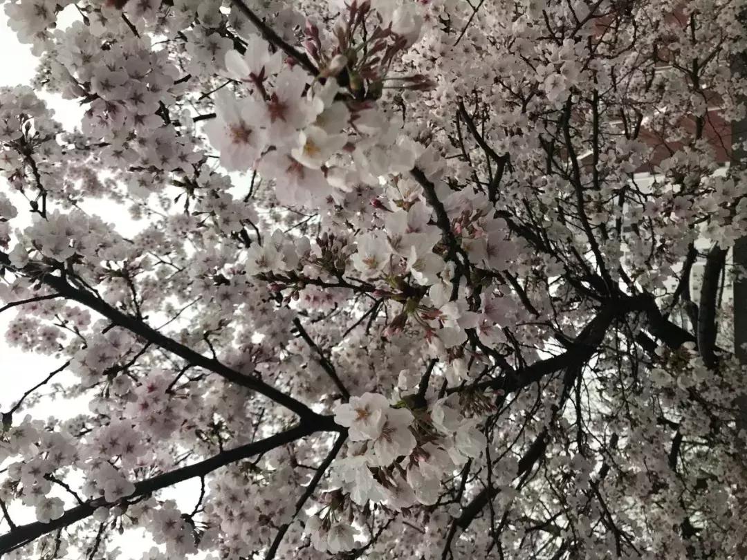 游记｜韩国好像没什么，但女孩子玩起来就是好爽