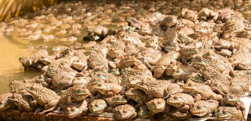 牛蛙的养殖市场前景机会分析,石蛙和牛蛙哪个有养殖前景