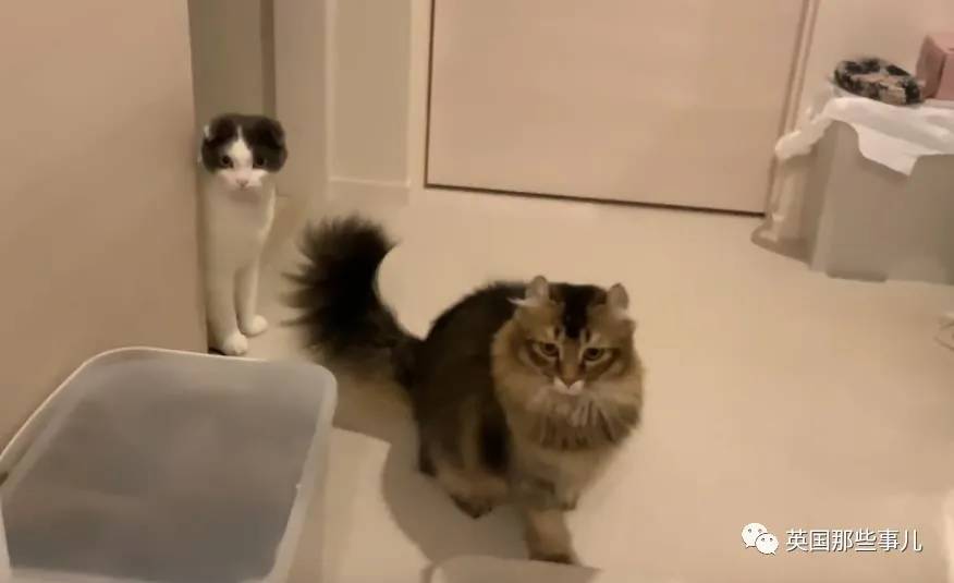 猫咪表情包喵星人,一组有故事的喵星人表情包