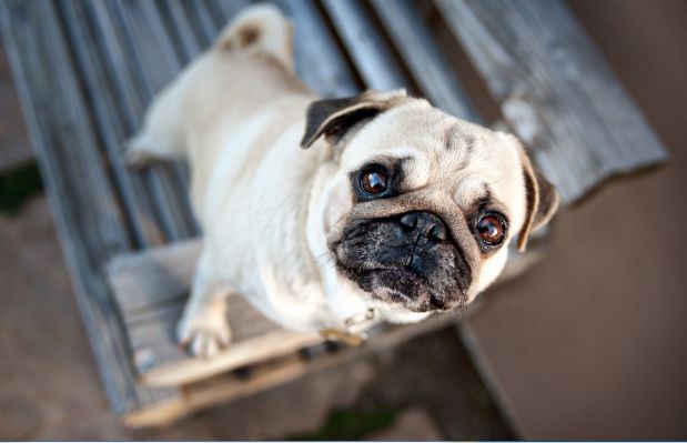 在国外欢迎的中国犬,在国外最受欢迎的中国狗