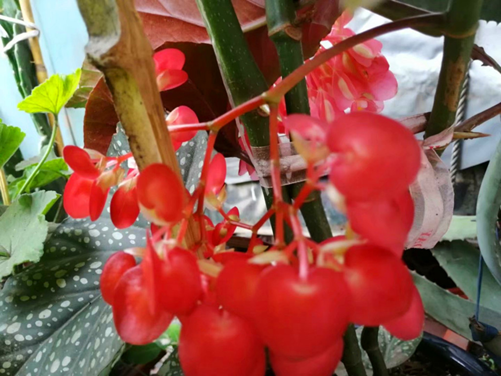 老花匠怎么施肥,老花匠养护方法