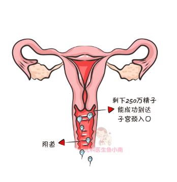受孕期如何避开不怀孕,怎样备孕防止停孕
