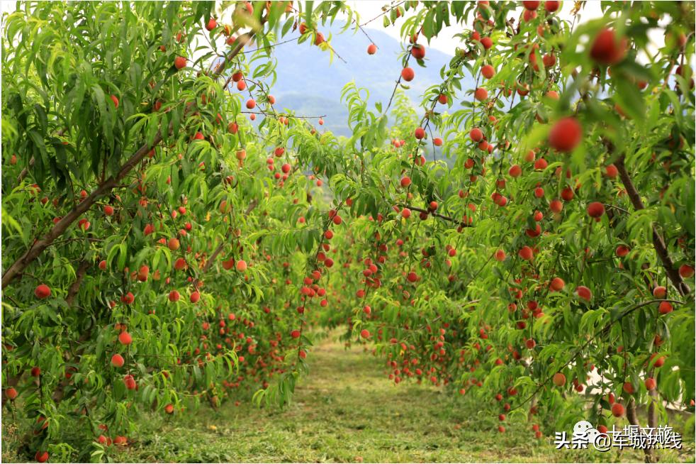 桃子采摘园十堰,十堰摘桃好去处