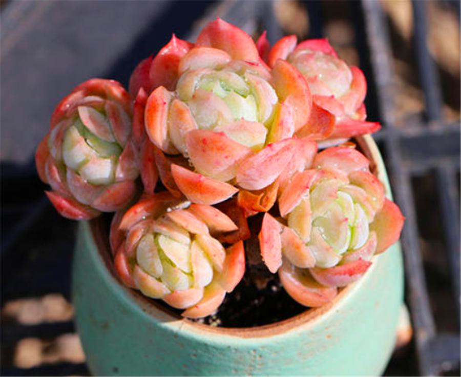 秋天的冰梅太美了,红的温暖粉的醉人,做好4件事,冬天会更美