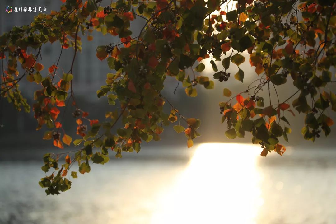 速来!园博苑有让*欲人**罢不能的季相变化之美,还有众多萌物陪伴你~