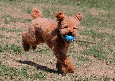 泰迪容易调皮爱咬来咬去,泰迪兴奋咬主人手