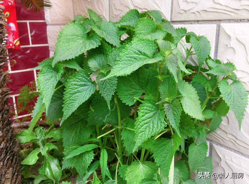 青菜叶做饺子皮的方法,怎样用青菜和面做饺子皮
