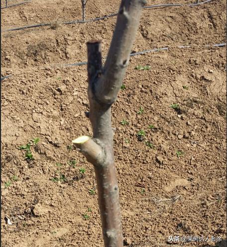 图说果树,自由纺锤形果树整形修剪视频