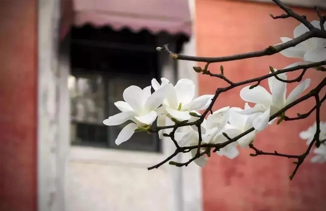 湖北高校美食,武汉大学高校美食