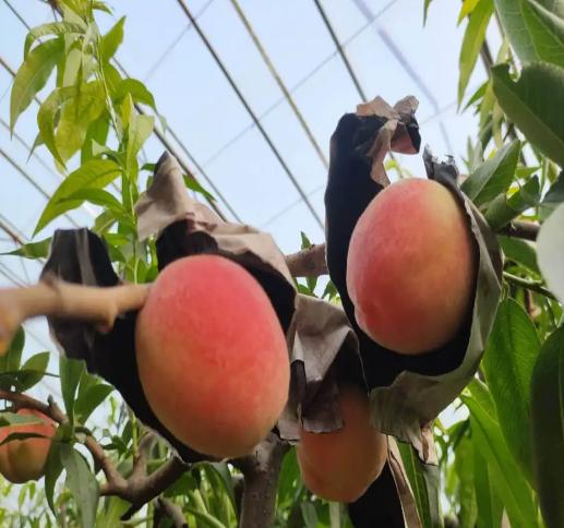 （坏果包赔）陕西水蜜桃毛桃，香甜可口，口感怡人，老少皆宜