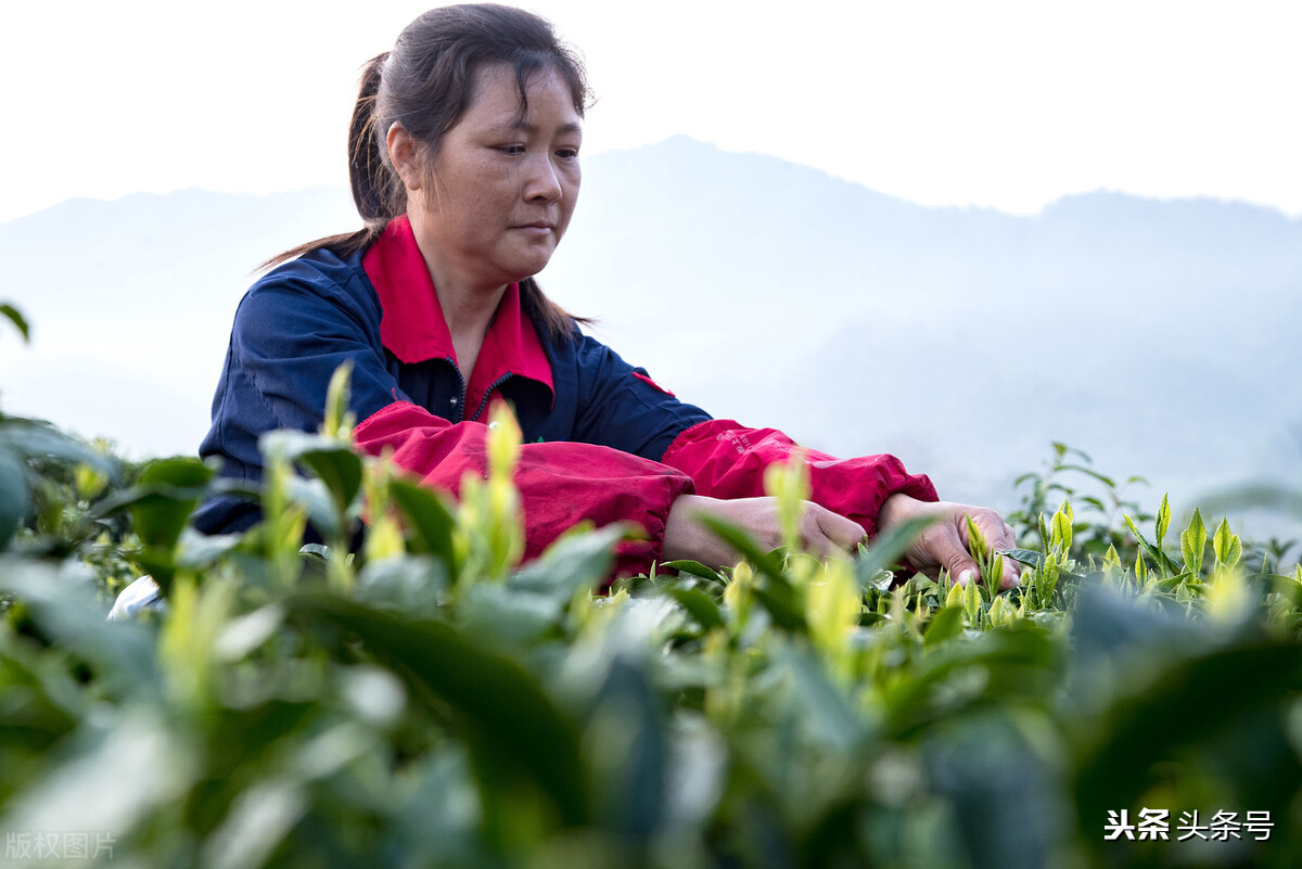 历史上有因茶叶发生的战争,中国历史上因茶叶而引起的战争