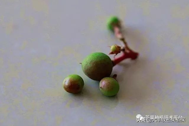 芒果黑心病要了果农的命啊，到底该怎么防治？？？？？