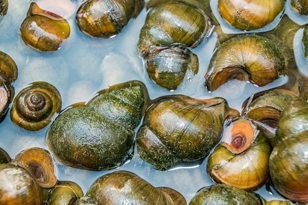 这4种常见的水果含有大量寄生虫,4种常见的果蔬藏有大量寄生虫