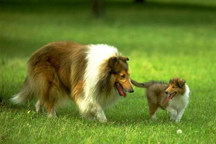 从普通狗到犬中明星,苏牧经历了什么?你说它还叫柯利犬?不对哦