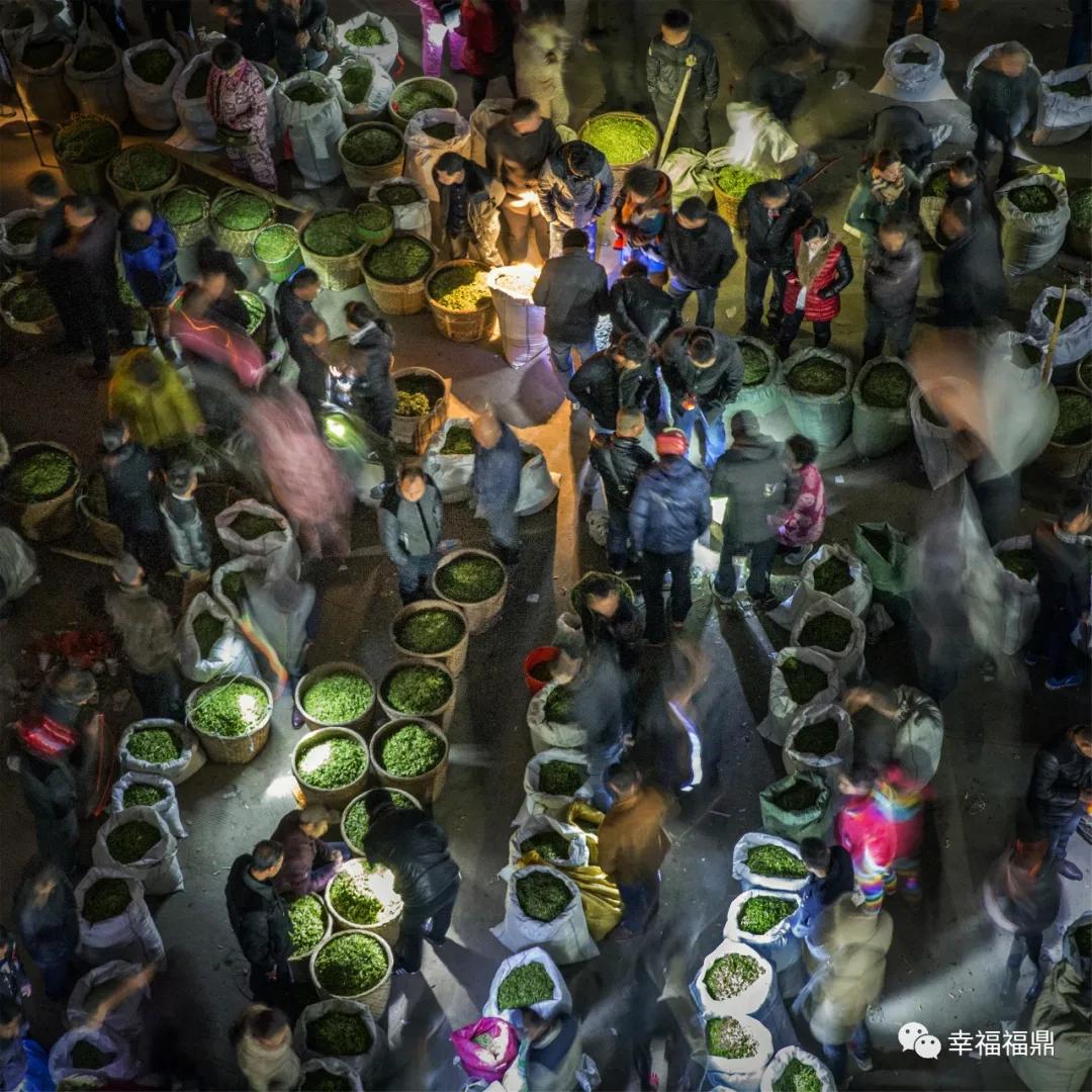 福鼎:茶林共生,这样的茶园真不错