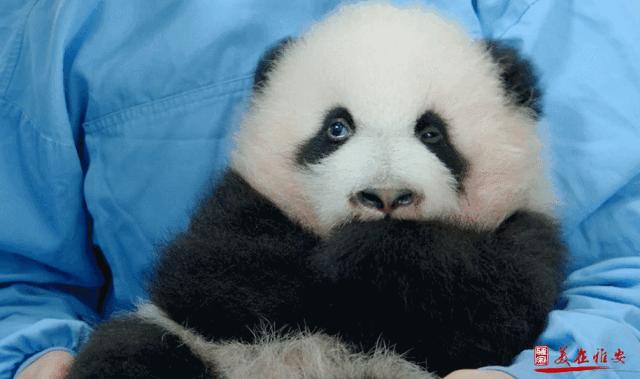 这里是四川英文,这里是成都