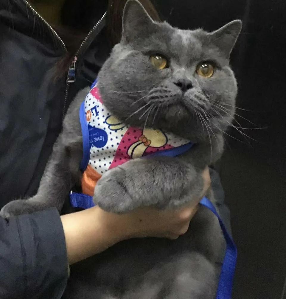 收留一年多的蓝猫好养吗,为什么蓝猫领养回来不吃不喝