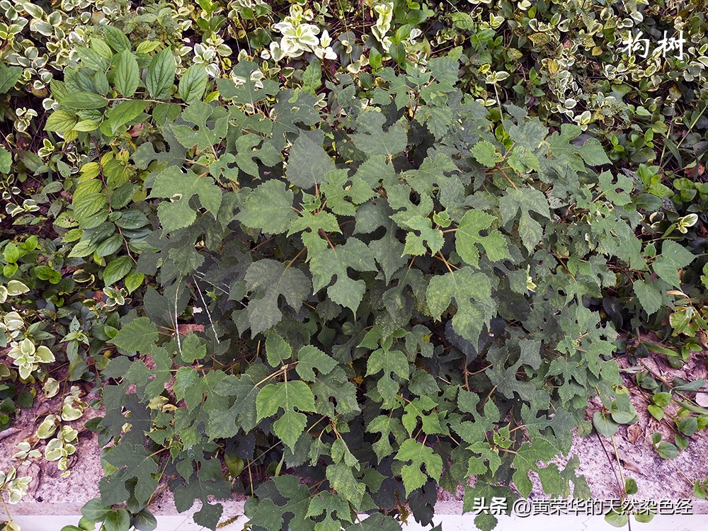 无毒黑色植物染料,可以当染料的植物