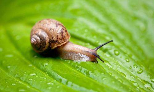 菜上残留农药怎么办,菜叶上残留的绿色农药叫什么药