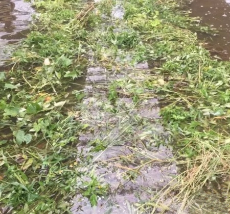 草龟怎么度过应激反应期,如何防止草龟的应激