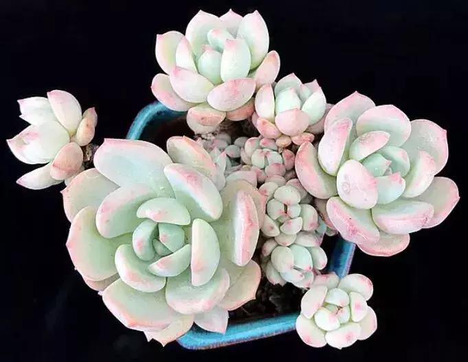 太阳把肉肉晒伤怎么办,夏天肉肉烂根和烂叶怎么办