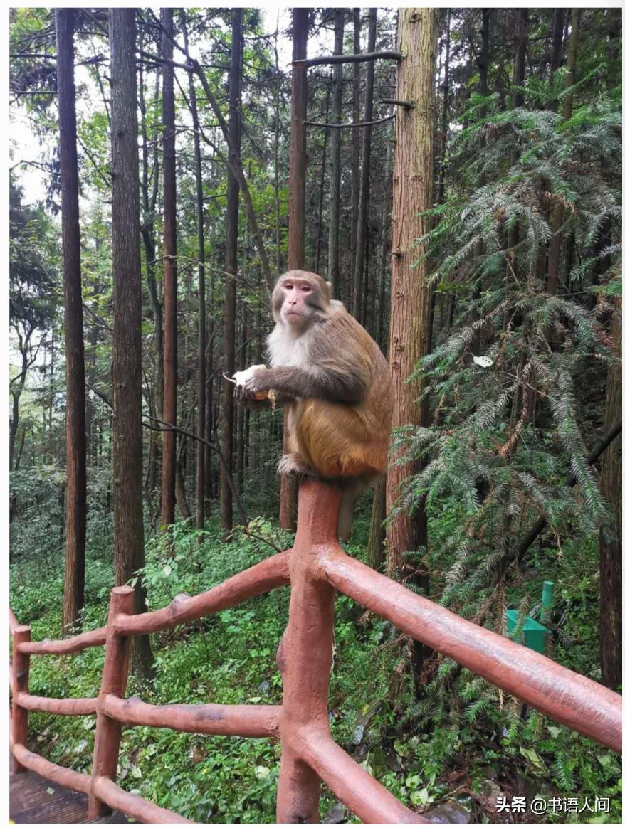 在山上被猴子追,张家界黄石寨的猴子抢东西视频