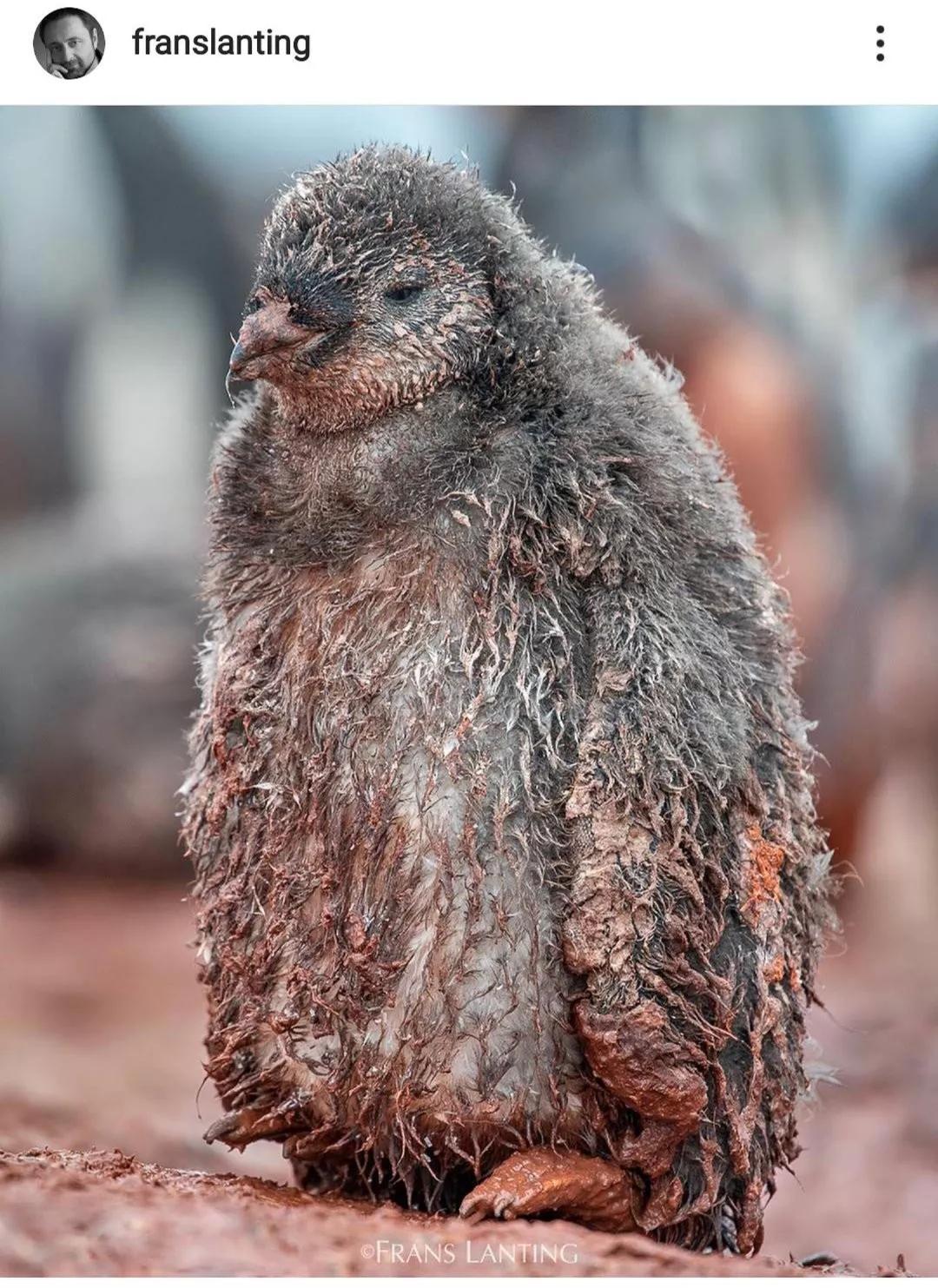 地球妈妈生病了故事,地球变暖冰川融化企鹅