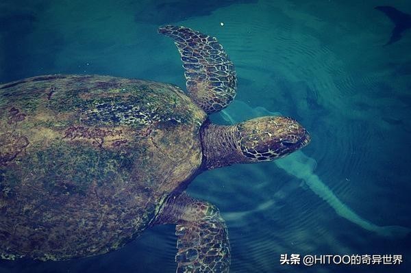 芽庄海滨图片,越南芽庄十大景点地图