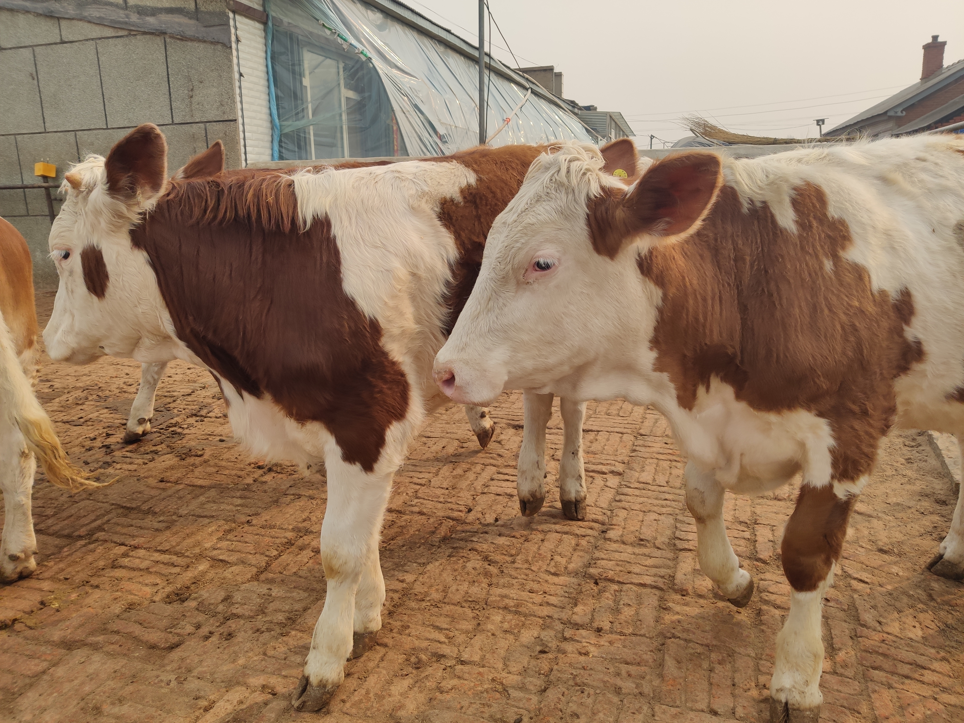 养牛新手怎么养牛,养牛人30年的养牛经验必学