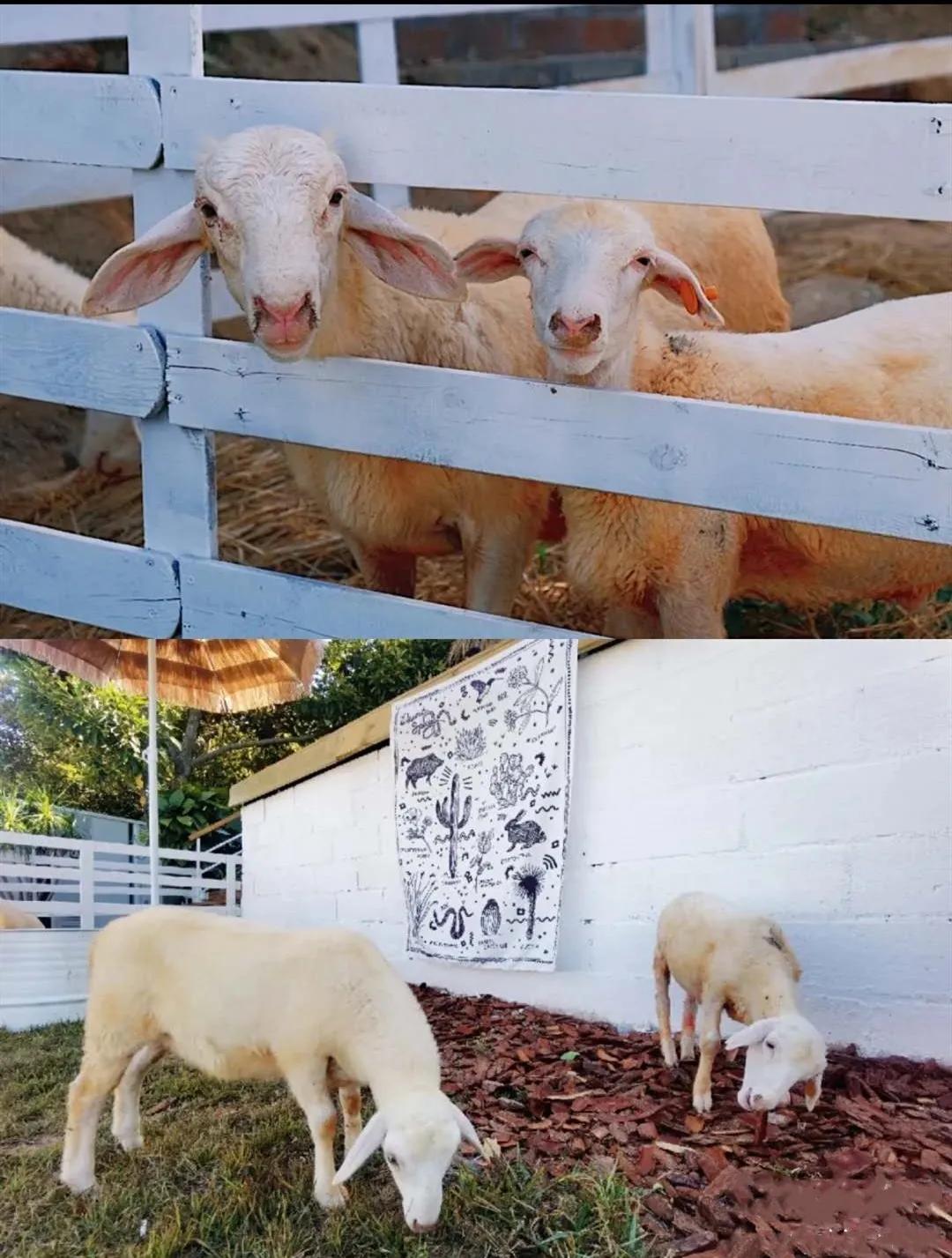 收藏!刷爆小红书的深圳济州岛绵羊牧场咖啡厅,256G都不够拍