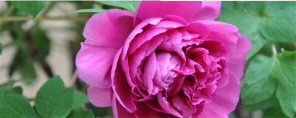 牡丹怎样种植好,室内种植牡丹