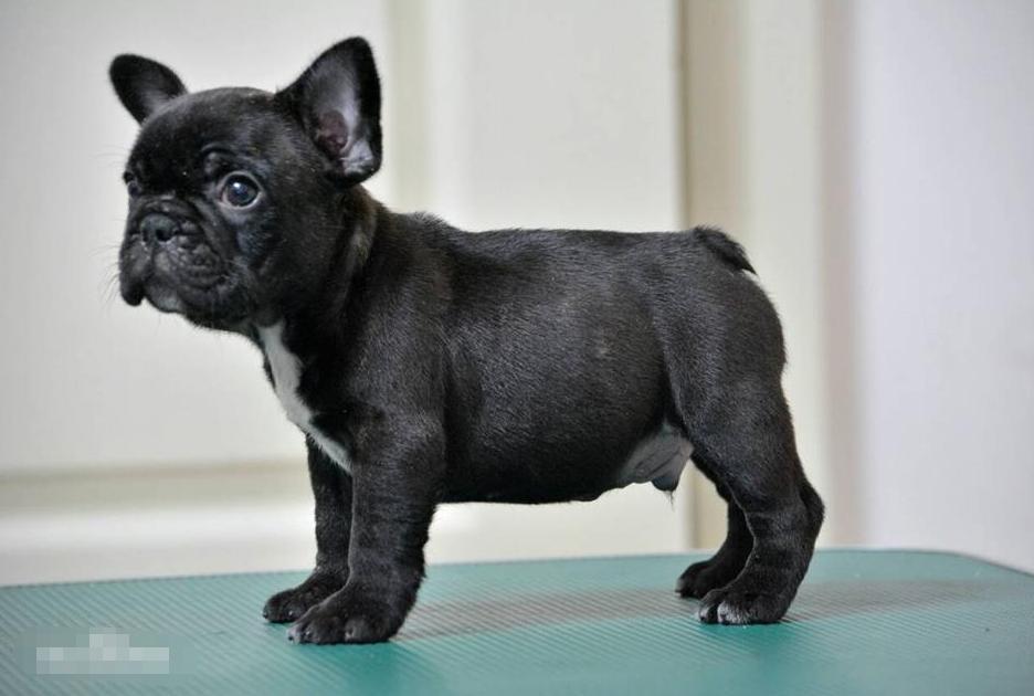 日本有斯塔福犬吗,日本有巴哥犬吗