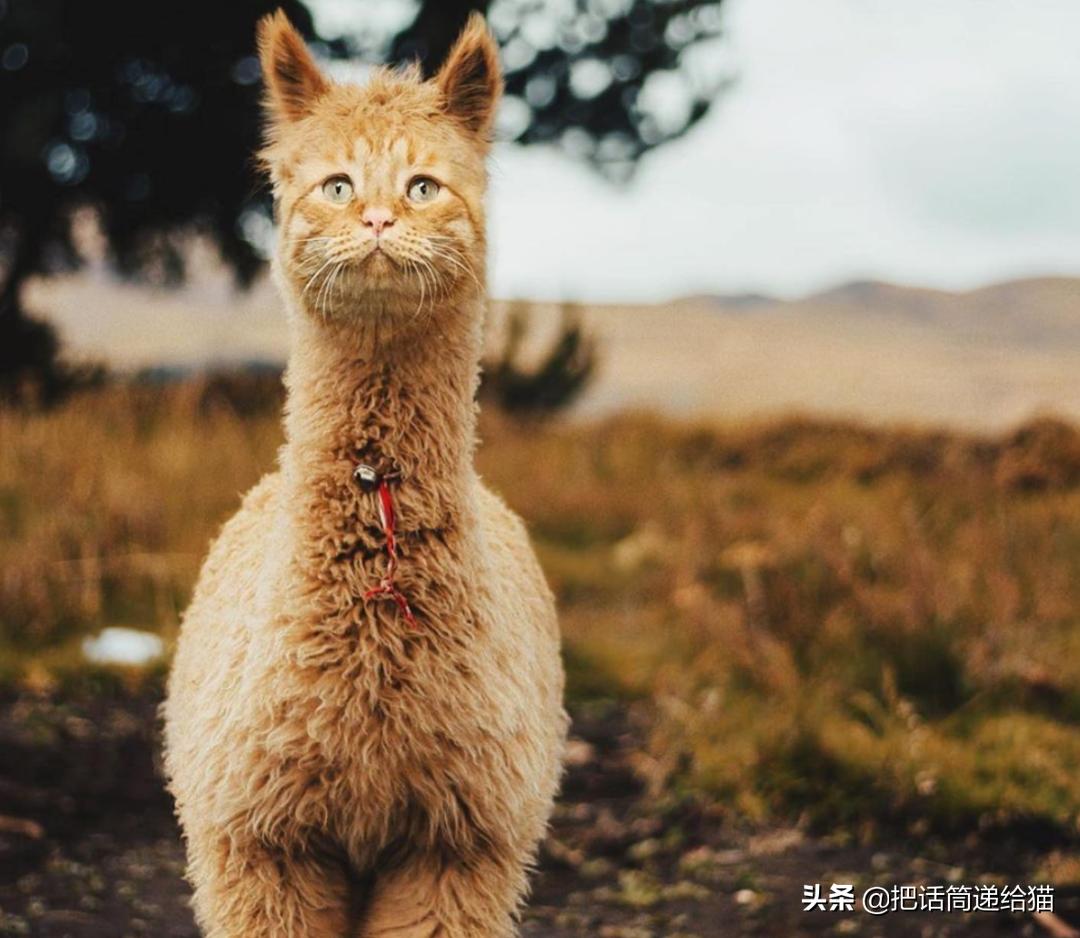 被弃养的猫还要打疫苗吗,弃养了一只猫