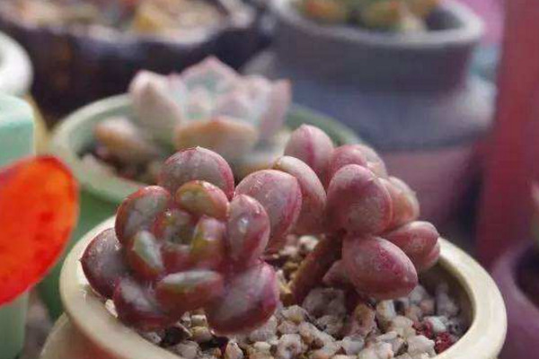 多肉叶插发芽慢怎么办,多肉香槟叶插多长时间出苗