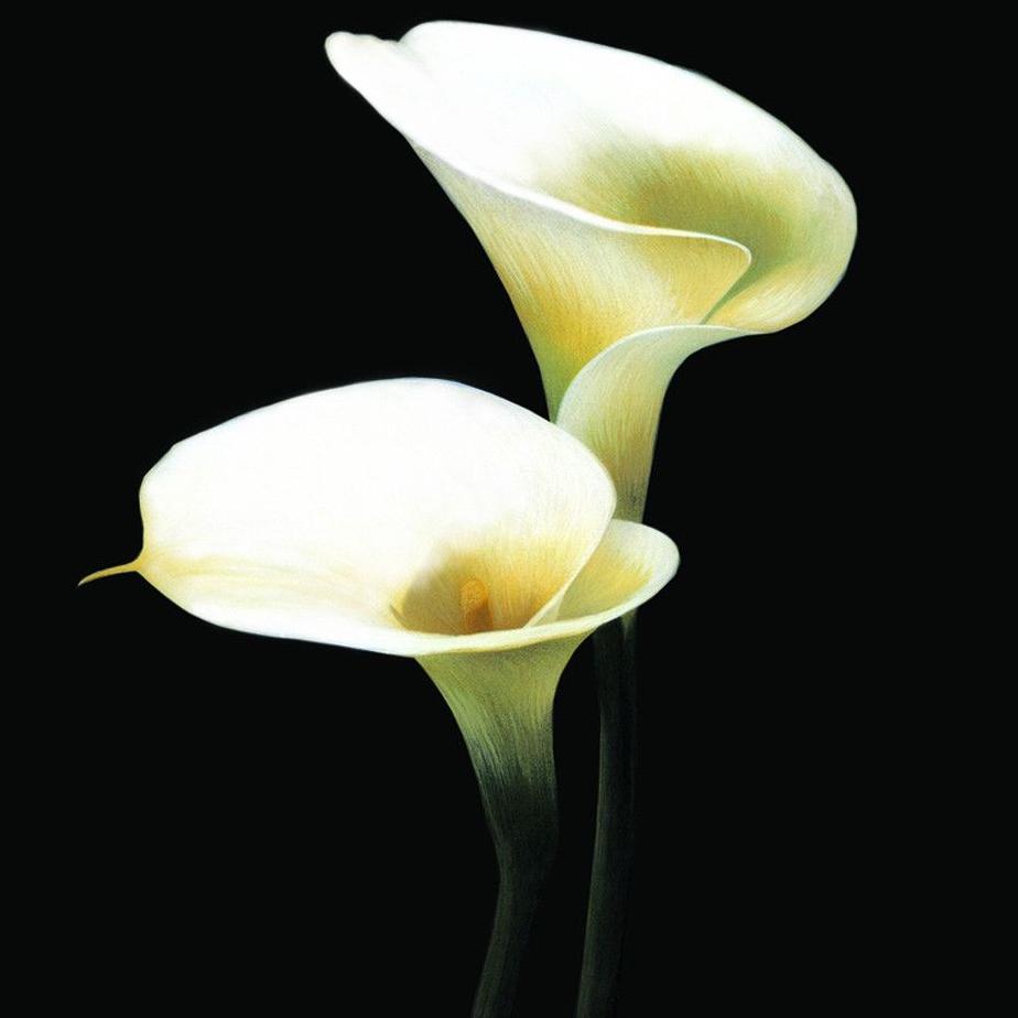 马蹄莲鲜花样式,马蹄莲插花开花