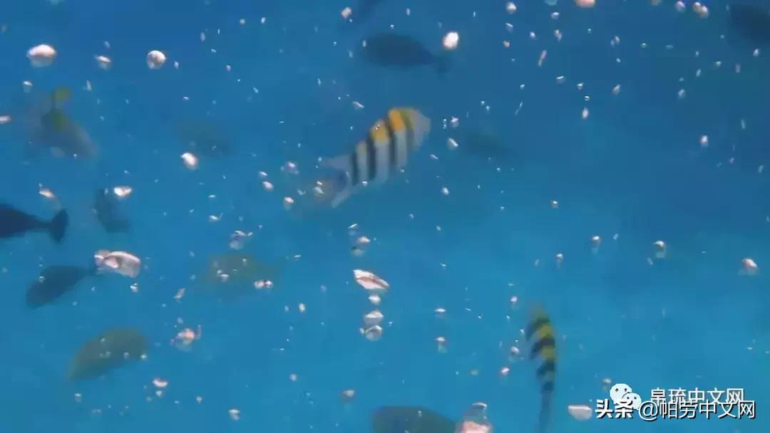 帕劳是哪个国家,帕劳群岛是哪个国家