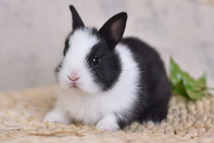 兔子拉稀该如何处理好,兔子拉稀喂蒙脱石散