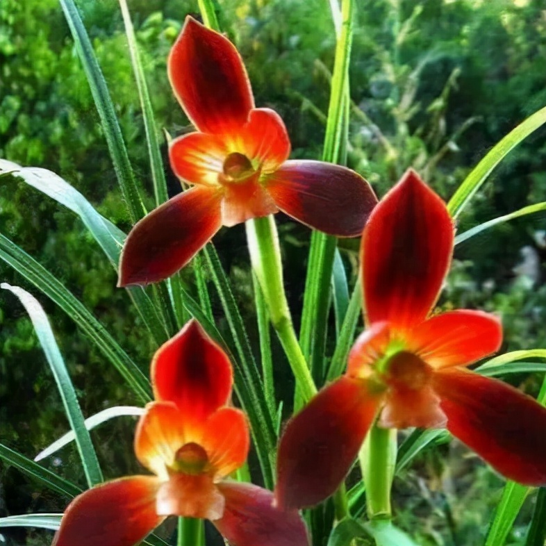 国兰精品春兰华夏红素,玉兰开花性最好的品种