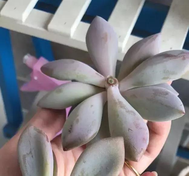 多肉烂根别怕，简单4步“急救法”，全烂了也能救活！