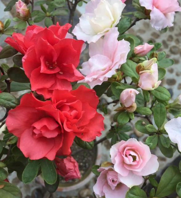 盆栽杜鹃花该怎么养好,盆栽杜鹃花怎么养最好看